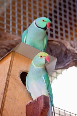 Bir çift yeşil boyunlu papağan yuvalarını kuruyor, erkek ve dişi kuş evlerinin önünde.