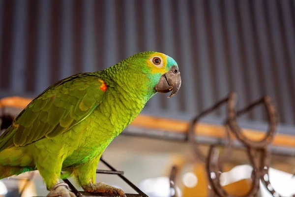 Amigable Amazonas Frente Turquesa Una Percha Frente Las Herraduras —  Fotos de Stock