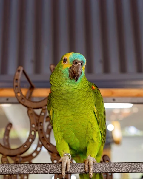 Ein Freundlicher Türkisfarbener Amazonas Papagei Auf Einer Sitzstange Vor Hufeisen — Stockfoto