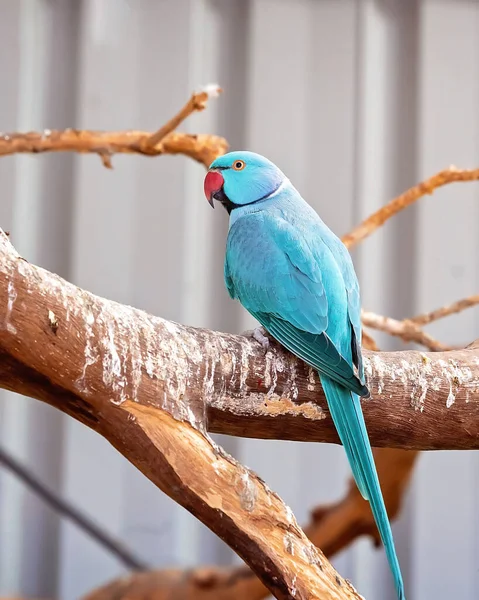 Niebieski Samiec Papuga Kolczykiem Szyi Siedzi Grzędzie — Zdjęcie stockowe