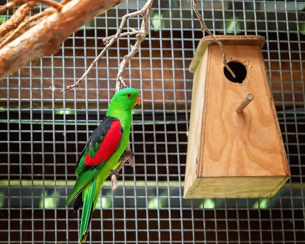 stock image A red-winged parrot sitting on a perch in its cage beside a birdhouse for nesting