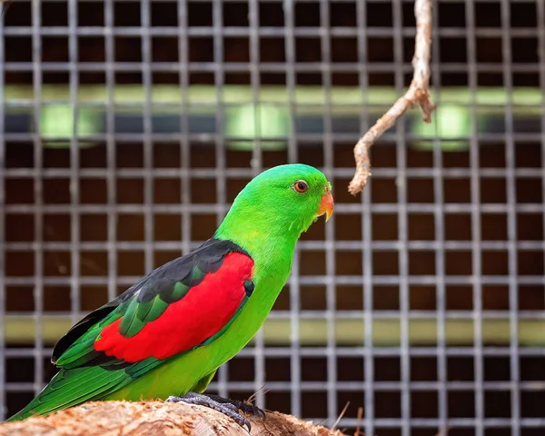 Loro Alas Rojas Sentado Una Percha Jaula — Foto de Stock