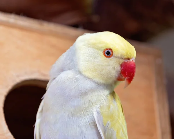 Gelber Und Grauer Ringelhalspapagei Großaufnahme Vor Ihrem Vogelhaus — Stockfoto