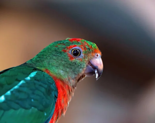 Primer Plano Colorido Loro Rey Australiano — Foto de Stock