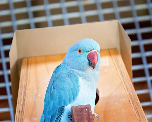 Loro Cuello Anular Azul Femenino Posado Tranquilamente Una Jaula — Foto de Stock