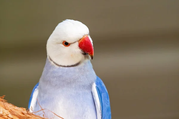 Großaufnahme Eines Vor Seinem Hintergrund Isolierten Papageienmännchens Mit Blauem Ringhals — Stockfoto
