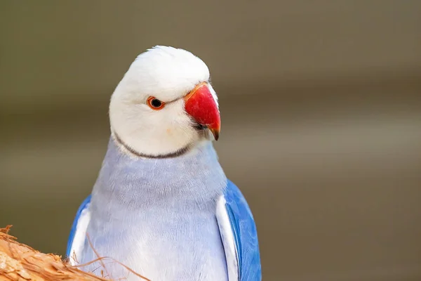 Primer Plano Loro Cuello Anular Azul Macho Aislado Sobre Fondo —  Fotos de Stock