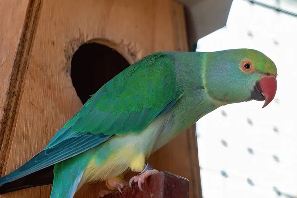 Loro Cuello Anular Verde Hembra Fuera Pajarera Mirando Alrededor Inquisitivamente —  Fotos de Stock