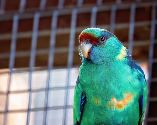 Ein Port Lincoln Papagei Gefangenschaft Nahaufnahme — Stockfoto