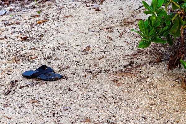 Una Tanga Australiana Dejada Sola Playa Sin Compañera —  Fotos de Stock