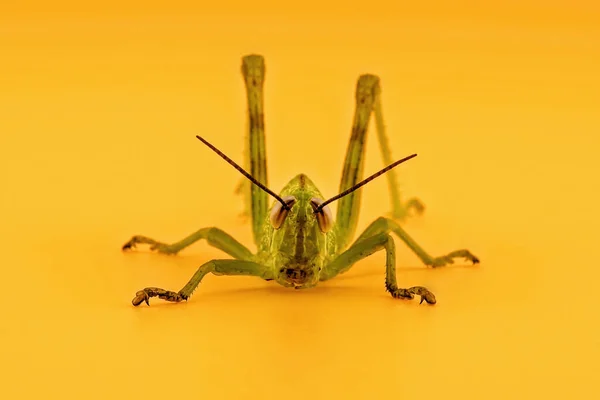 Gafanhoto Verde Agachado Pronto Para Saltar Isolado Fundo Laranja — Fotografia de Stock