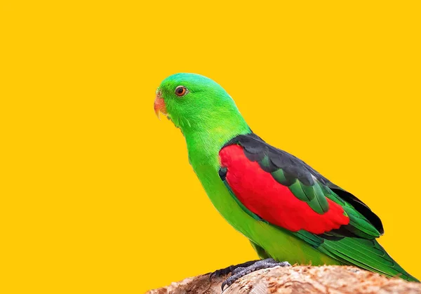 A red-winged parrot sitting on a perch in its cage