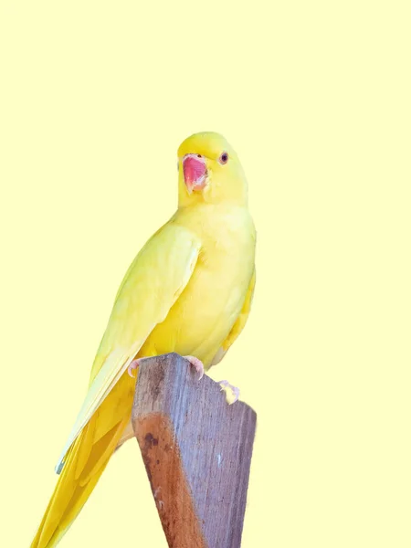 Close Van Een Gele Papegaai Die Buiten Zijn Vogelhuisje Zit — Stockfoto