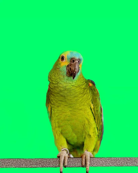 Friendly Turquoise Fronted Amazon Parrot Perch Front Horseshoes — Stock Photo, Image