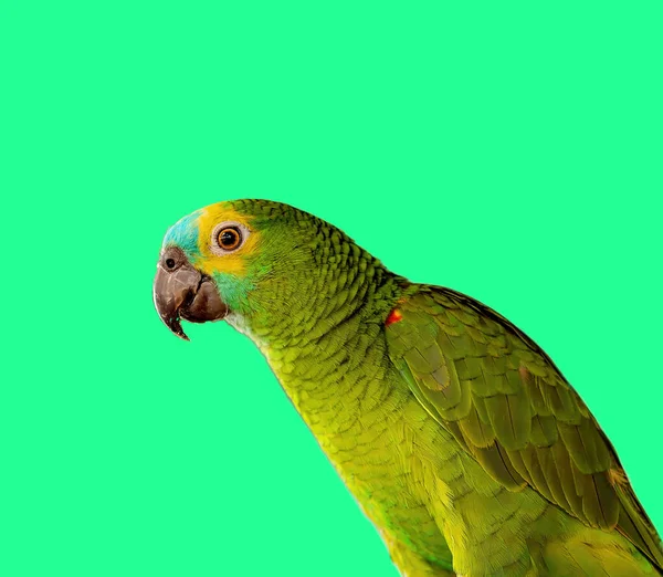 Tüneğin Üzerinde Turkuaz Bir Amazon Papağanı Var — Stok fotoğraf