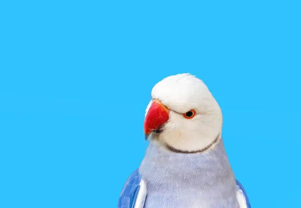 Großaufnahme Eines Vor Seinem Hintergrund Isolierten Papageienmännchens Mit Blauem Ringhals — Stockfoto