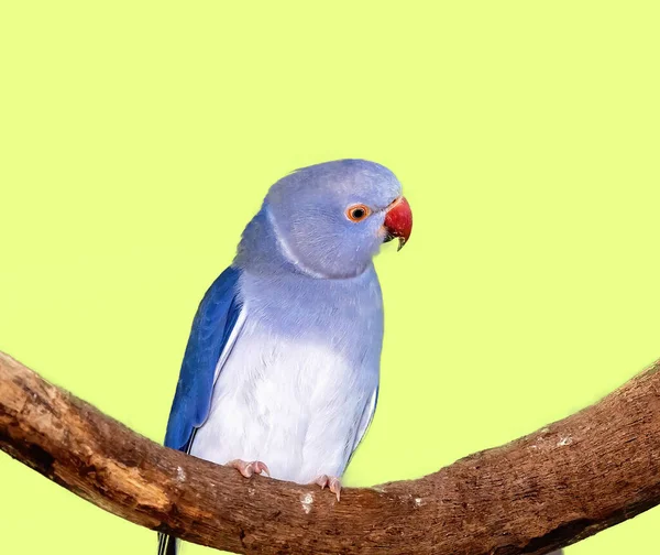 Dişi Mavi Boyunlu Papağan Sessizce Sakince Bir Dala Tünedi — Stok fotoğraf