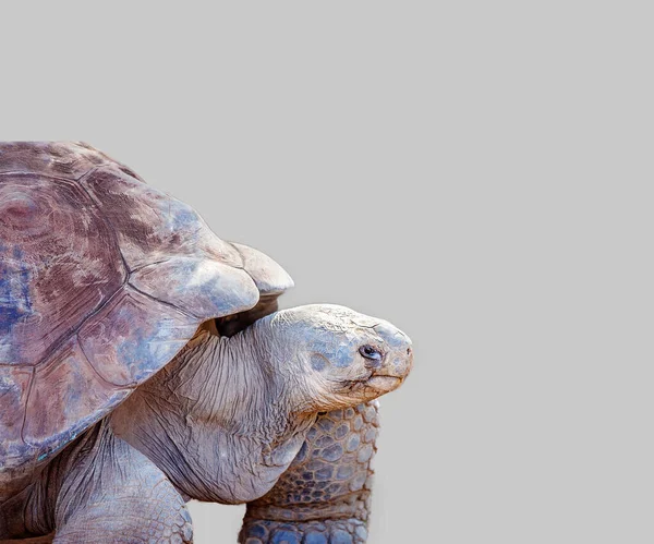 Close up of the head and feet of a giant galapagos tortoise, isolated on a light grey background