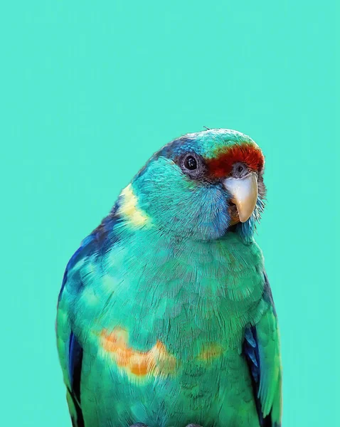 Close Port Lincoln Parrot — Stock Photo, Image