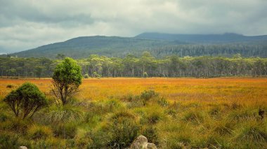Tazmanya 'da bir tabloya benzeyen yol kenarındaki güzel bir sonbahar manzarası. Sinematik renk tonu.