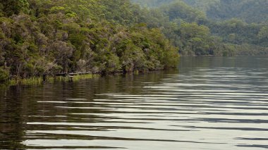 Tazmanya, Avustralya 'daki Gordon Nehri' nin sakin sularındaki ormanın yansımaları. Sinematik renk tonu.
