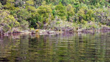 Tazmanya, Avustralya 'daki Gordon Nehri' nin sakin sularındaki ormanın yansımaları. Sinematik renk tonu.