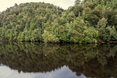 Tazmanya, Avustralya 'daki Gordon Nehri' nin sakin sularındaki ormanın yansımaları. Sinematik renk tonu.