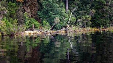 Tazmanya, Avustralya 'daki Gordon Nehri' nin sakin sularındaki ormanın yansımaları. Sinematik renk tonu.