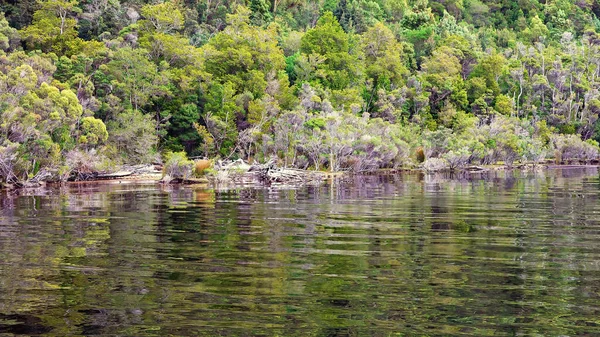 Роздуми Про Ліс Спокійній Воді Річки Гордон Тасманії Австралія Кінотеатр — стокове фото