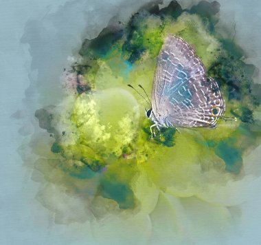Digital watercolor painting of a grey butterfly landed on green garden succulents clipart