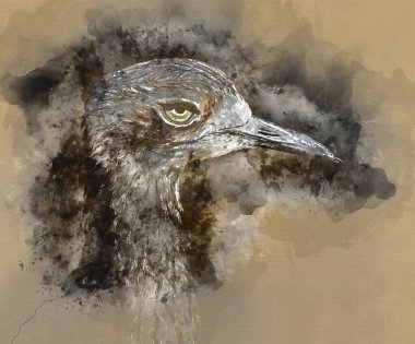 Avustralya kıvrımlı kuşunun dijital suluboya resmi