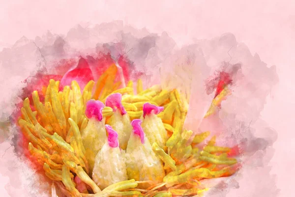 Digitální Umělecká Ilustrace Akvarel Malby Pivoňkového Květu Zblízka Zobrazující Makro — Stock fotografie