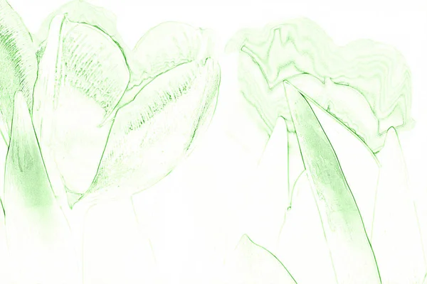 Digitální Umělecká Ilustrace Akvarel Kresba Tužkou Tulipánů Zblízka — Stock fotografie