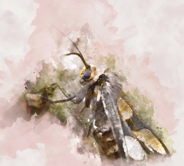 Art Numérique Une Peinture Aquarelle Papillon Nuit — Photo