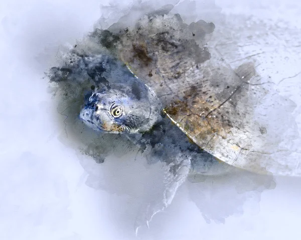 Pintura Aquarela Digital Uma Tartaruga Com Cabeça Para Fora Sua — Fotografia de Stock