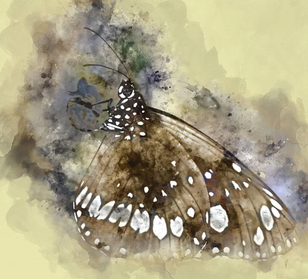 Aquarelle Numérique Papillon Avec Des Marques Brunes Blanches — Photo