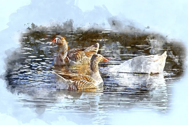 Art Numérique Une Peinture Aquarelle Trois Canards Nageant Sur Étang — Photo