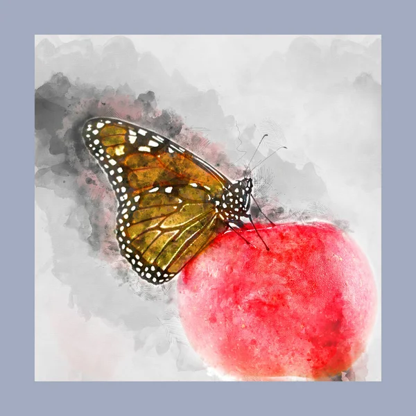 Digitale Aquarel Schilderij Van Een Monarchvlinder Zittend Bovenop Een Rode — Stockfoto