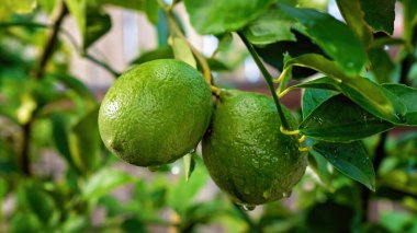 Ağaçta asılı duran yağmur damlalarıyla kaplı iki büyük limon.