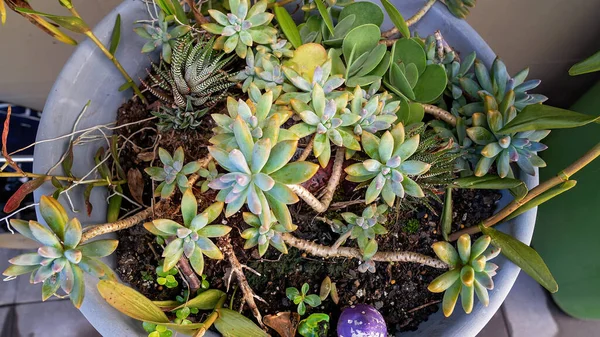 Pot Rempli Une Variété Petites Plantes Succulentes Saines — Photo