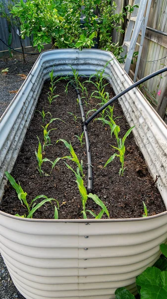 Rows of young corn plants coming up in a raised bed in a home backyard garden