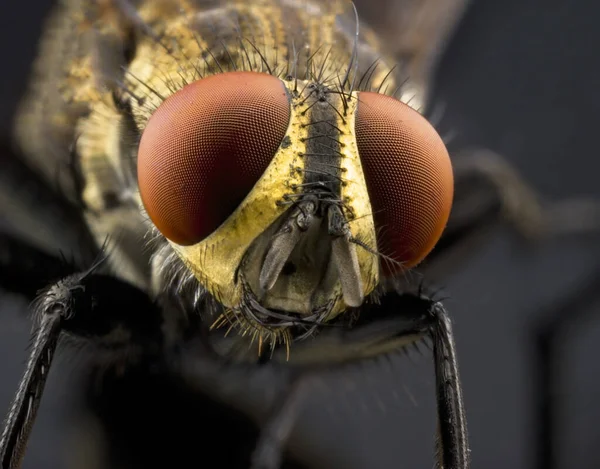 Makro Nahaufnahme Der Augen Einer Fliege Detail — Stockfoto