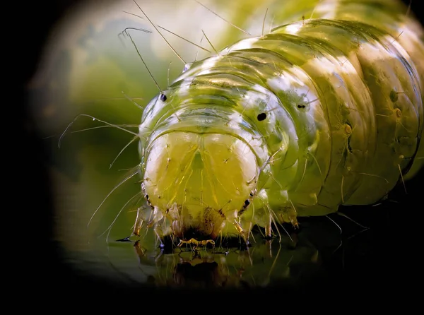 Макрофотография Зеленой Гусеницы Всеми Деталями Теле — стоковое фото