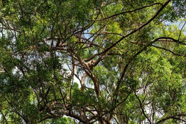 Doğal ortamında bir ağacın dalında oturan bir Avustralya koalası, okaliptüs ormanı.