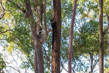 Doğal ortamında bir ağacın dalında oturan bir Avustralya koalası, okaliptüs ormanı.