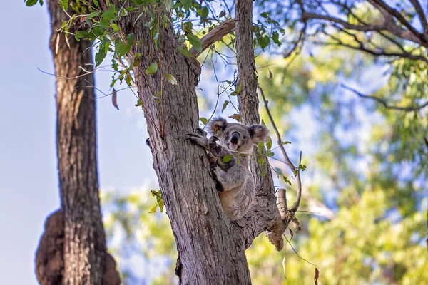 Australský Koala Sedí Větvi Stromu Jeho Rodném Prostředí Eukalyptový Les — Stock fotografie