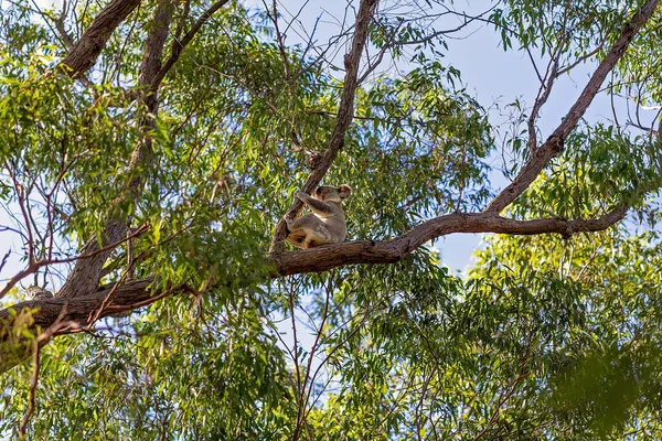 Koala Australiano Sentado Rama Árbol Entorno Nativo Bosque Eucaliptos —  Fotos de Stock