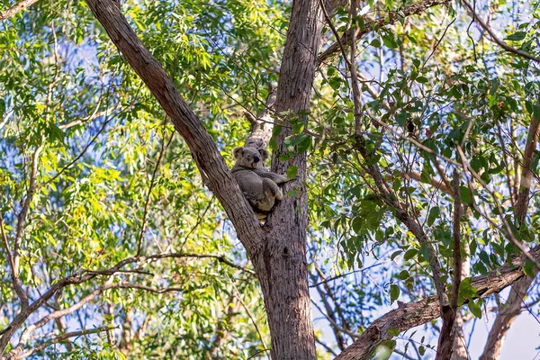 Ein Australischer Koala Sitzt Auf Dem Ast Eines Baumes Seiner — Stockfoto