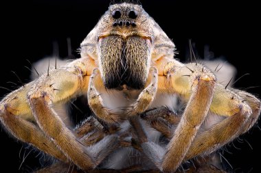 Makro, karanlık bir arka plan makro fotoğrafında izole edilmiş bir kurt örümceğinin yakın çekimi.