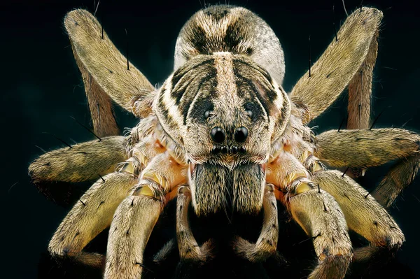 Macro Close Wolf Spider Isolated Dark Background Macro Photography — Stock Photo, Image